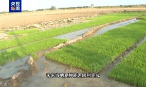 上万亩水稻为何无水可种？记者追踪安徽蚌埠秧苗成批死亡真相