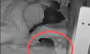妈妈带2岁娃睡觉，被窝钻进老鼠！“目测加尾巴有30cm长”